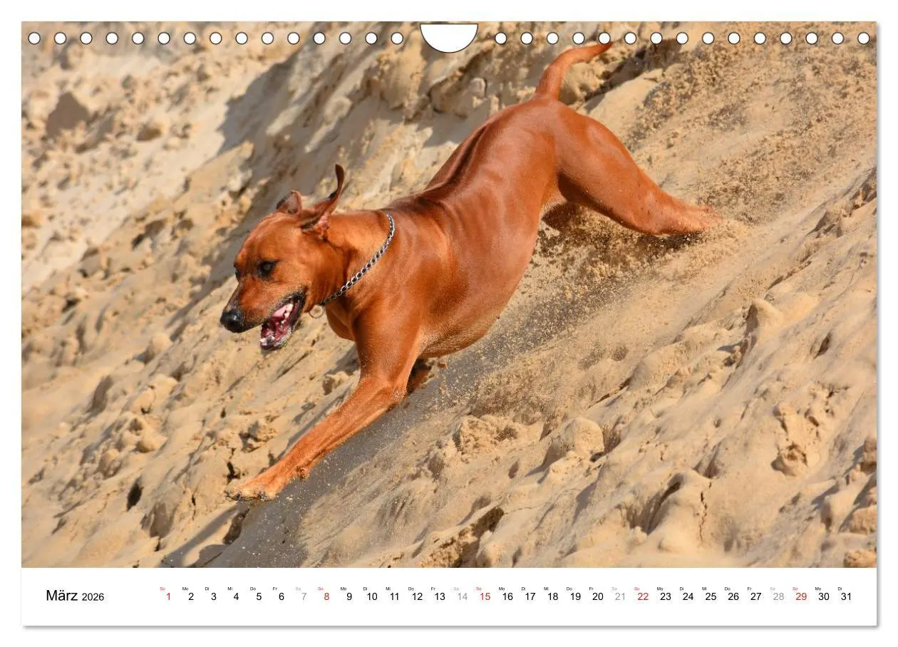 Bild: 9783516073188 | Rhodesian Ridgebacks (Wandkalender 2026 DIN A4 quer), CALVENDO...