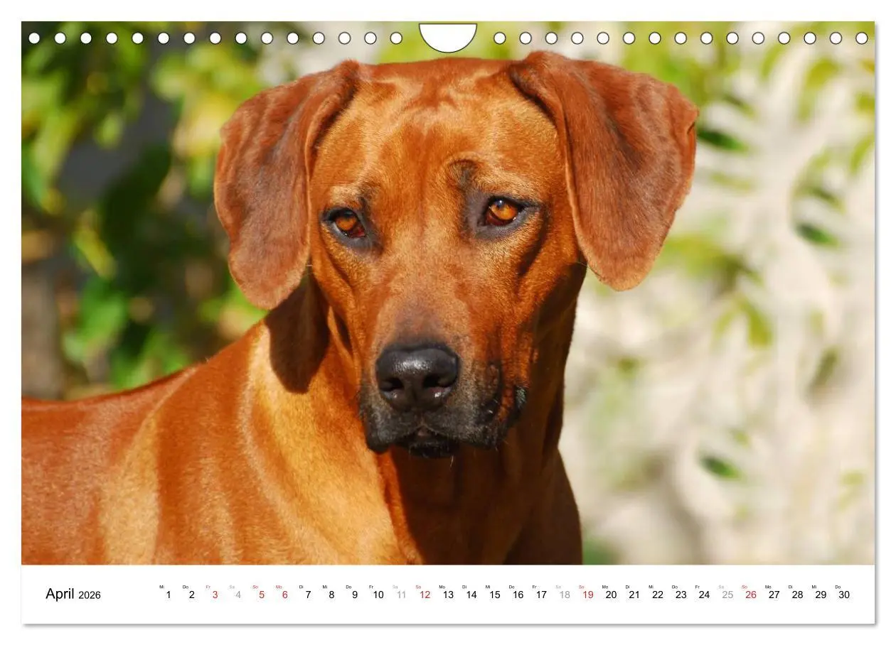 Bild: 9783516073188 | Rhodesian Ridgebacks (Wandkalender 2026 DIN A4 quer), CALVENDO...