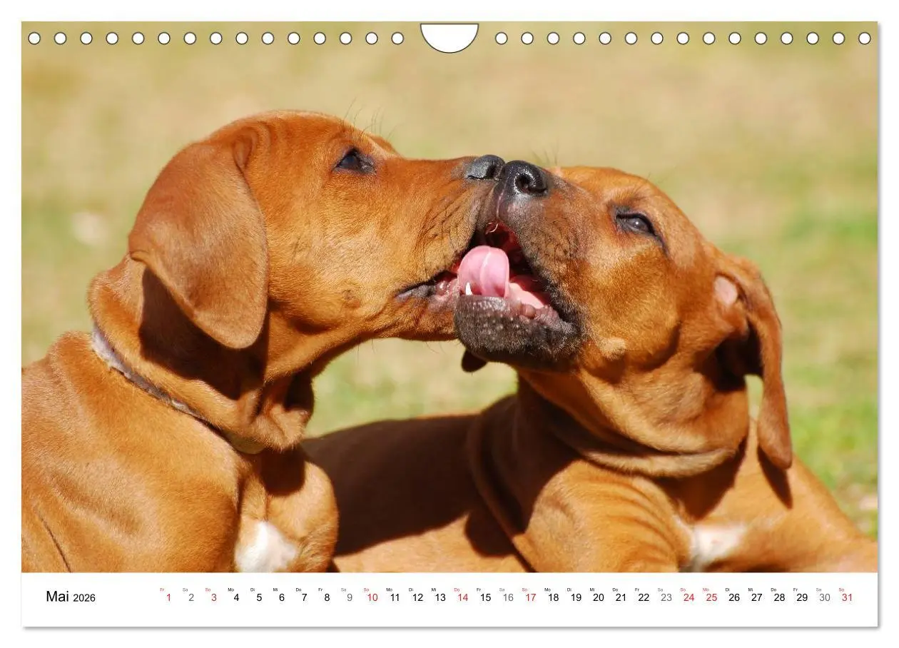 Bild: 9783516073188 | Rhodesian Ridgebacks (Wandkalender 2026 DIN A4 quer), CALVENDO...