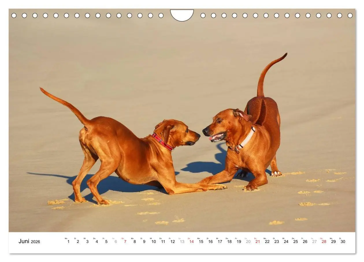 Bild: 9783516073188 | Rhodesian Ridgebacks (Wandkalender 2026 DIN A4 quer), CALVENDO...