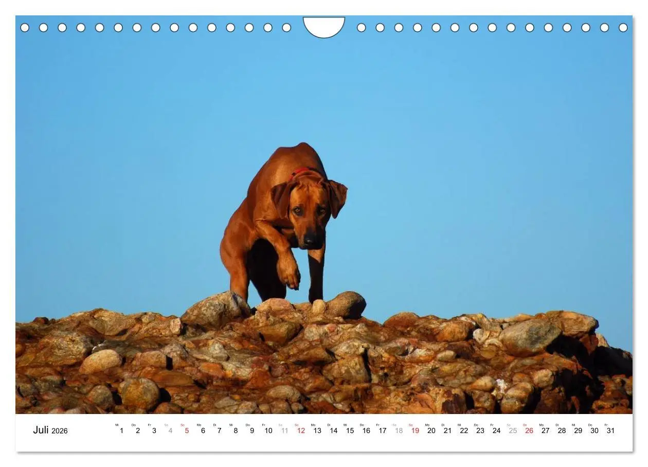 Bild: 9783516073188 | Rhodesian Ridgebacks (Wandkalender 2026 DIN A4 quer), CALVENDO...