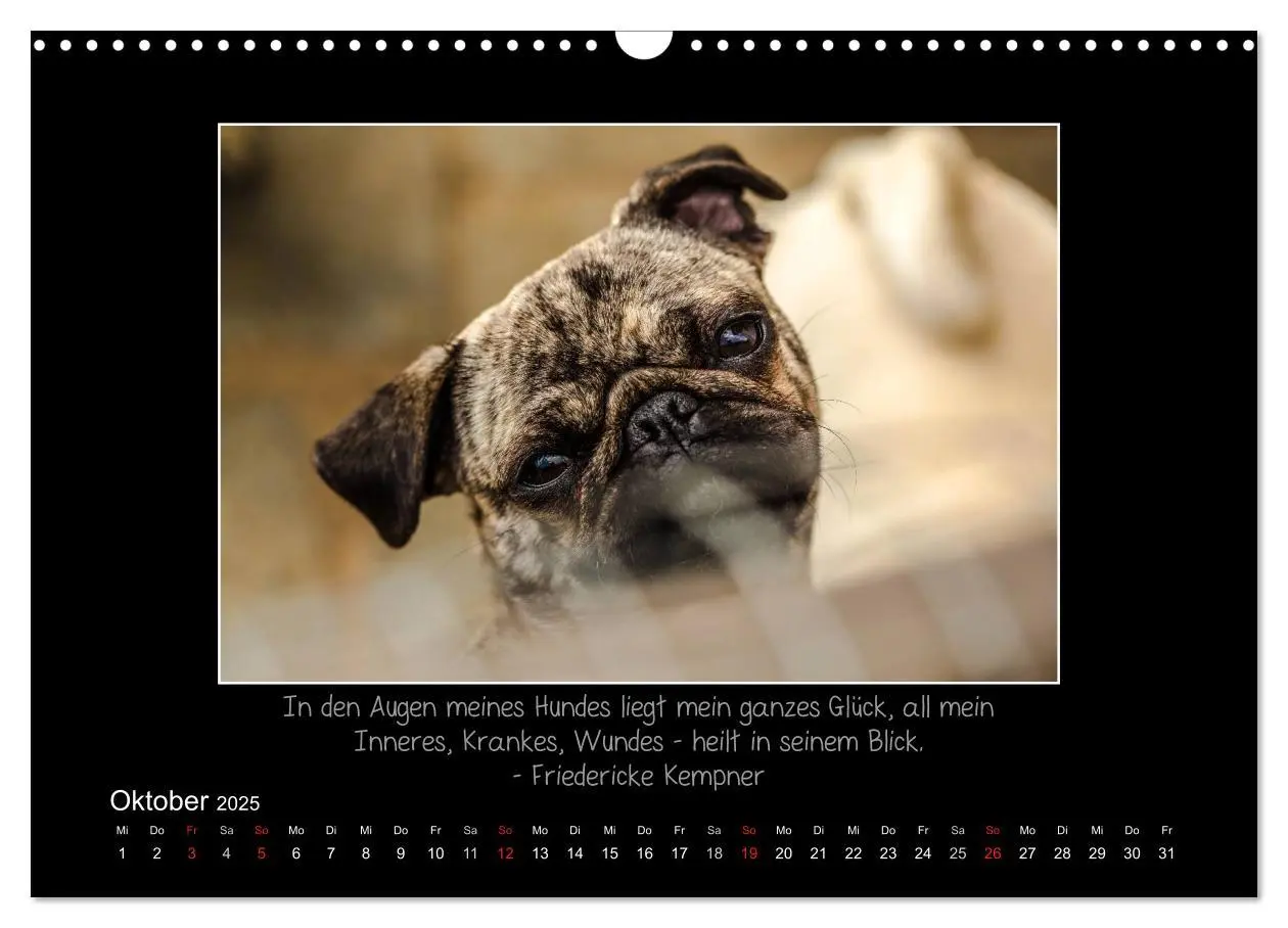Bild: 9783435713288 | Möpse 2025 (Wandkalender 2025 DIN A3 quer), CALVENDO Monatskalender