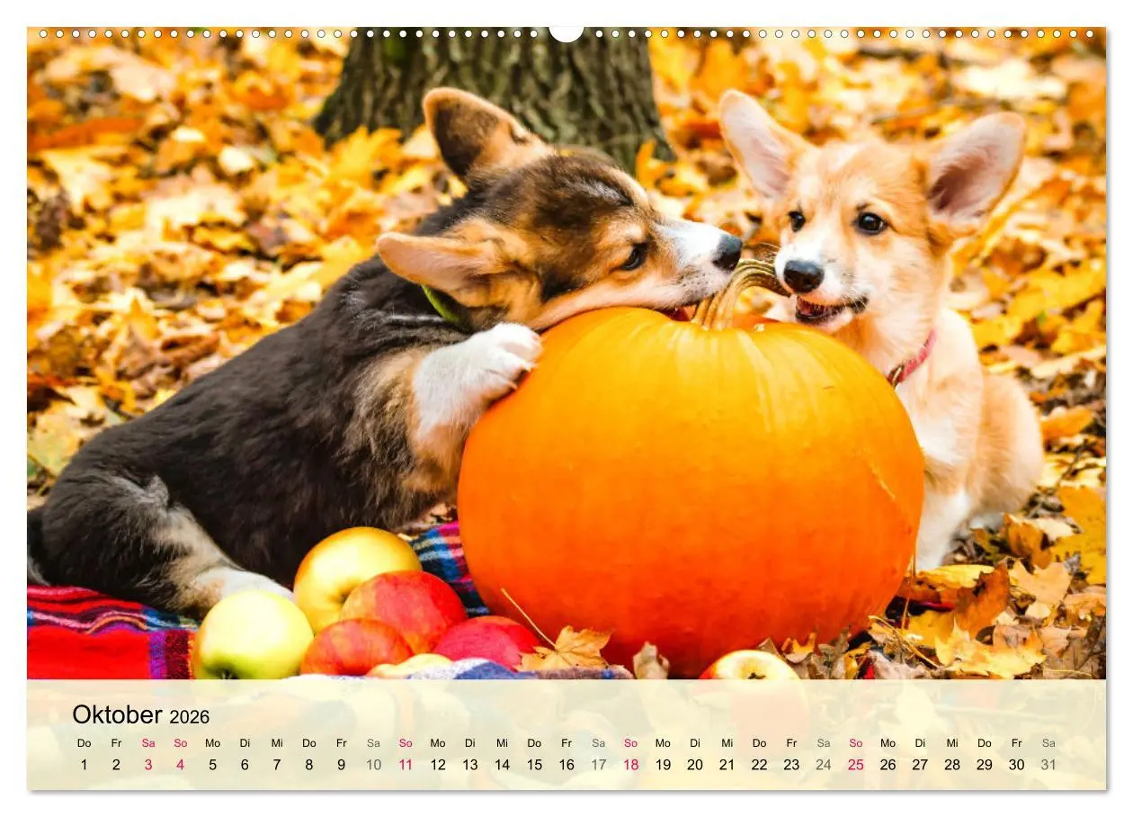 Bild: 9783457423288 | Welsh Corgi. Zauberhafter Dickkopf auf kurzen Beinen (hochwertiger...