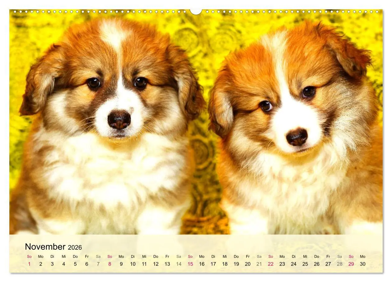 Bild: 9783457423288 | Welsh Corgi. Zauberhafter Dickkopf auf kurzen Beinen (hochwertiger...