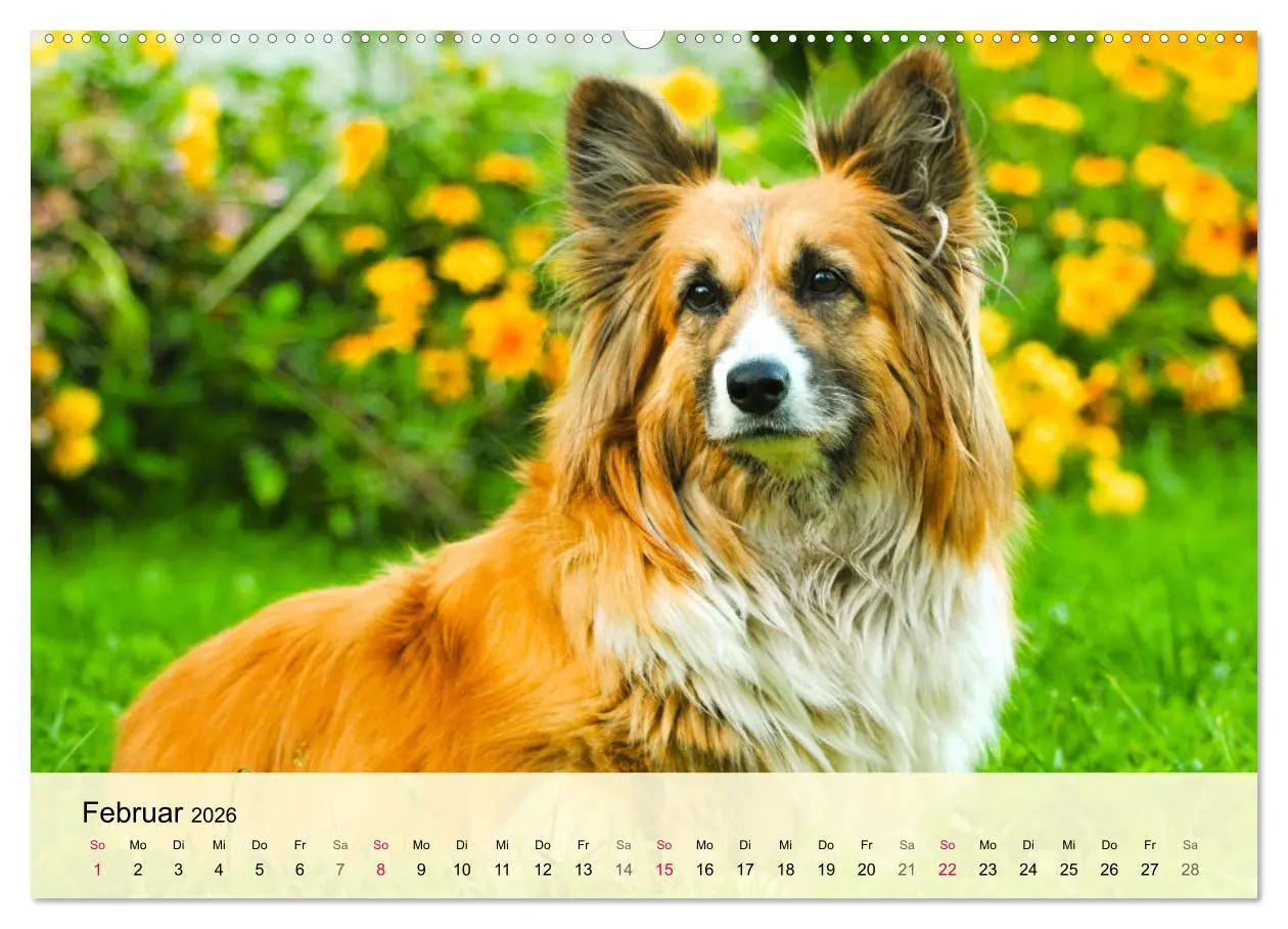 Bild: 9783457423288 | Welsh Corgi. Zauberhafter Dickkopf auf kurzen Beinen (hochwertiger...