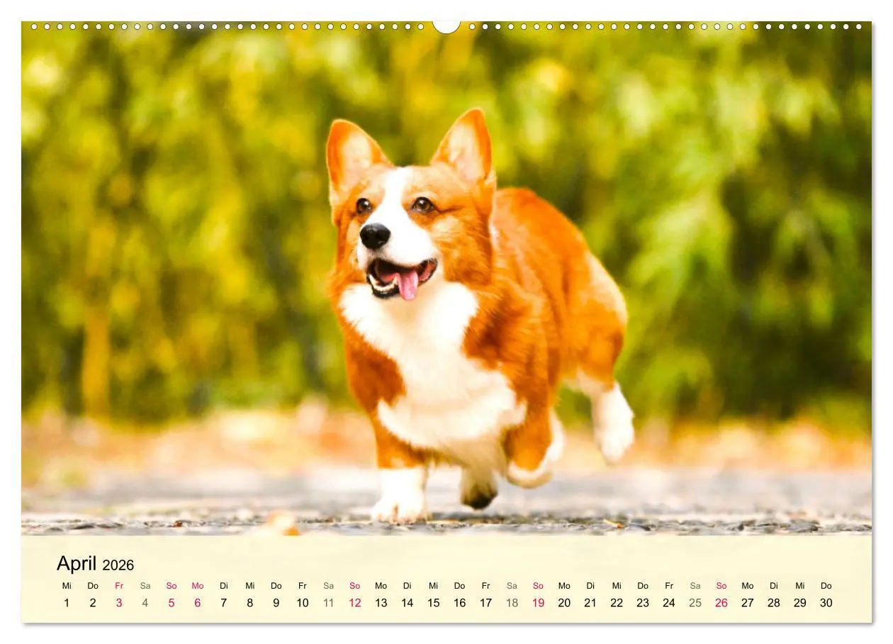 Bild: 9783457423288 | Welsh Corgi. Zauberhafter Dickkopf auf kurzen Beinen (hochwertiger...