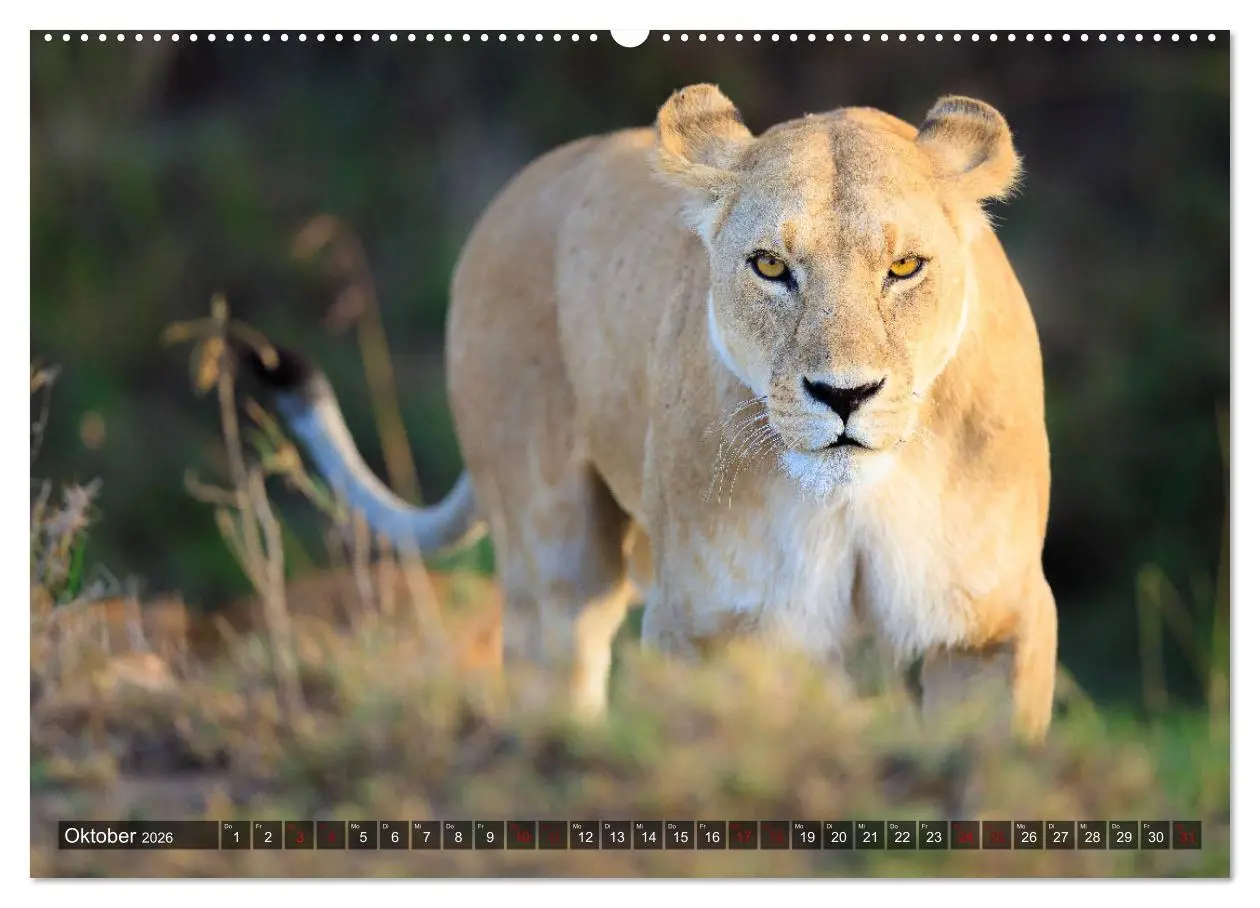 Bild: 9783457733288 | Auf Safari in Kenia 2026 (hochwertiger Premium Wandkalender 2026...