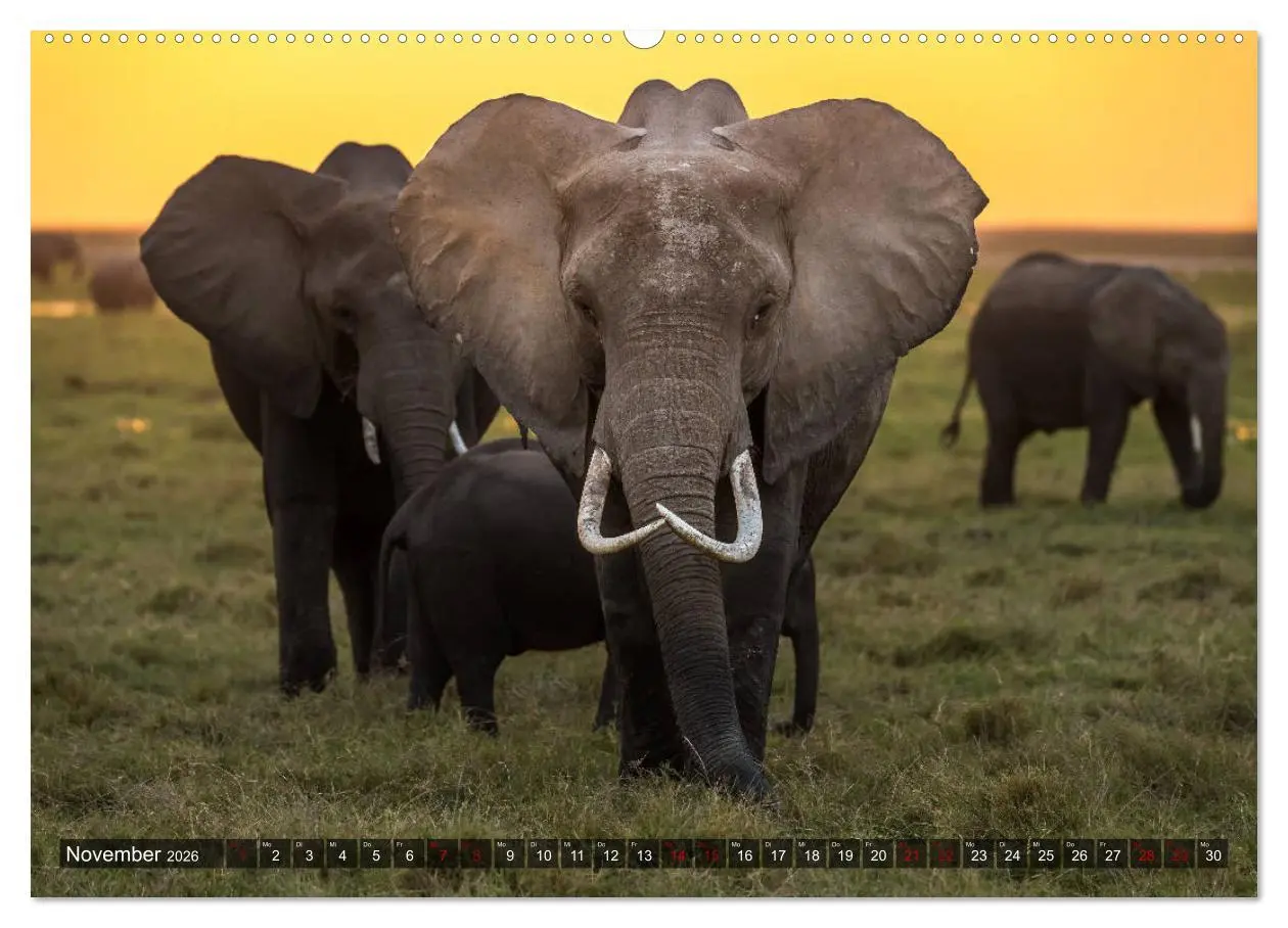 Bild: 9783457733288 | Auf Safari in Kenia 2026 (hochwertiger Premium Wandkalender 2026...