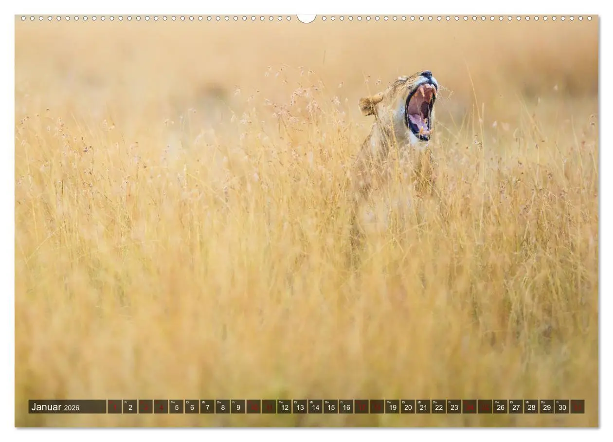 Bild: 9783457733288 | Auf Safari in Kenia 2026 (hochwertiger Premium Wandkalender 2026...