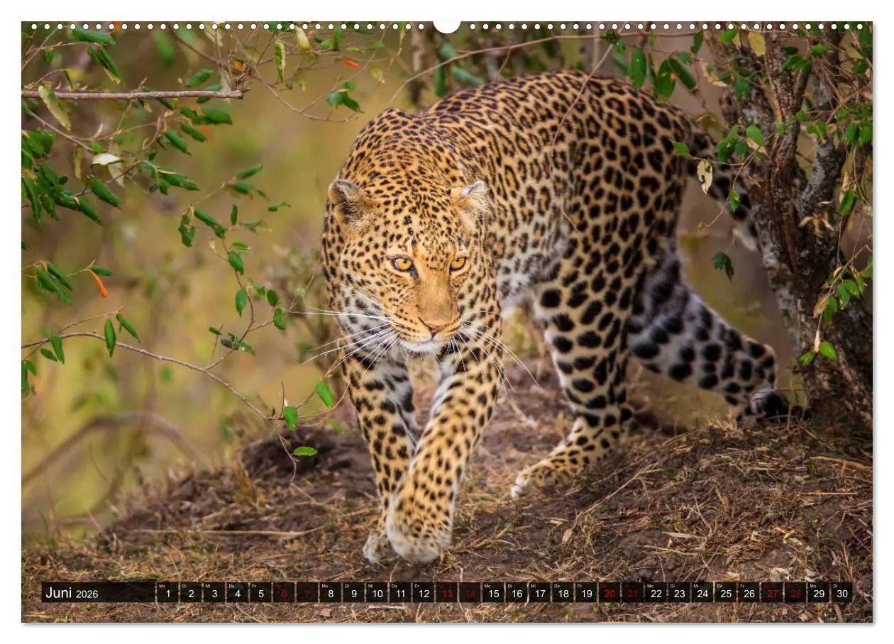 Bild: 9783457733288 | Auf Safari in Kenia 2026 (hochwertiger Premium Wandkalender 2026...