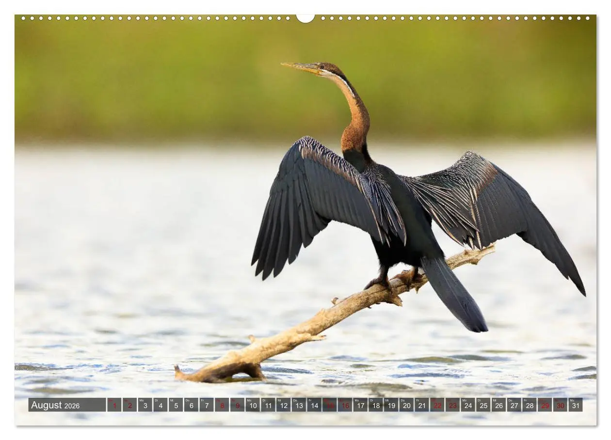 Bild: 9783457733288 | Auf Safari in Kenia 2026 (hochwertiger Premium Wandkalender 2026...