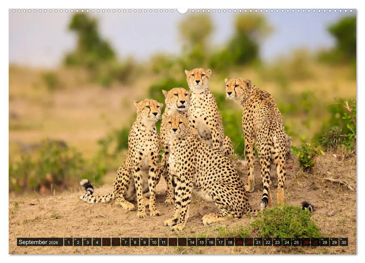 Bild: 9783457733288 | Auf Safari in Kenia 2026 (hochwertiger Premium Wandkalender 2026...