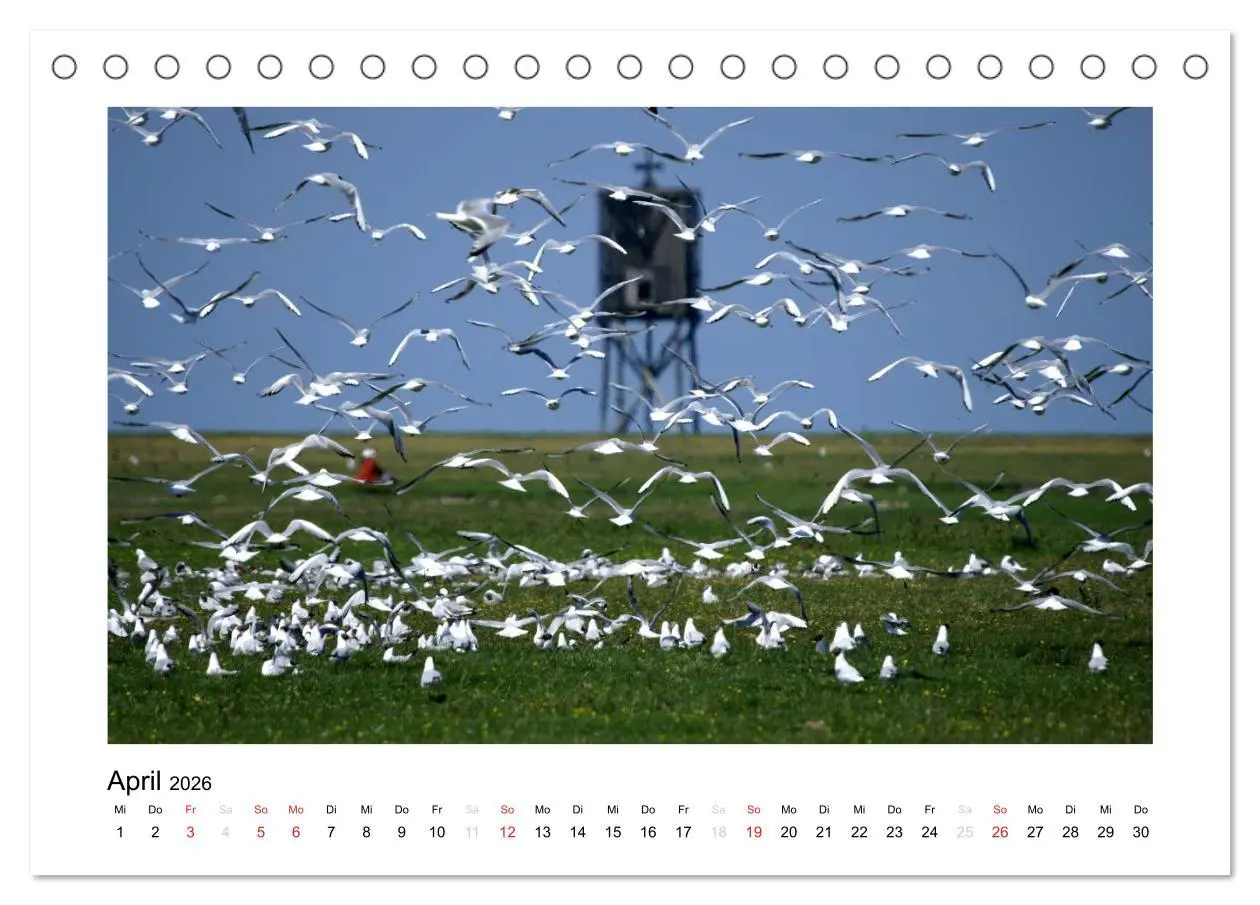 Bild: 9783516133288 | Die schöne Insel Neuwerk (Tischkalender 2026 DIN A5 quer), CALVENDO...