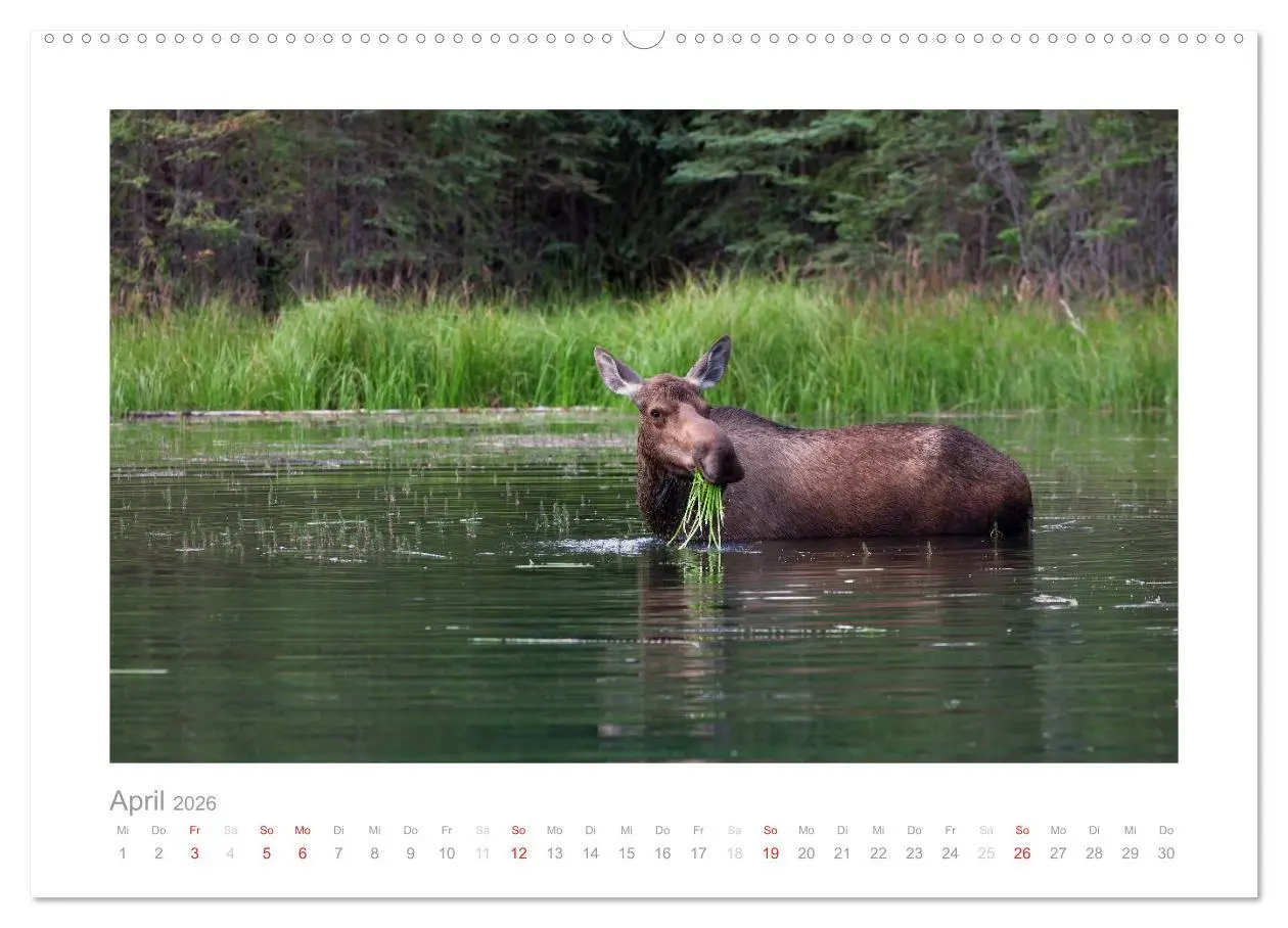 Bild: 9783516203288 | Alaska 2026 (Wandkalender 2026 DIN A2 quer), CALVENDO Monatskalender