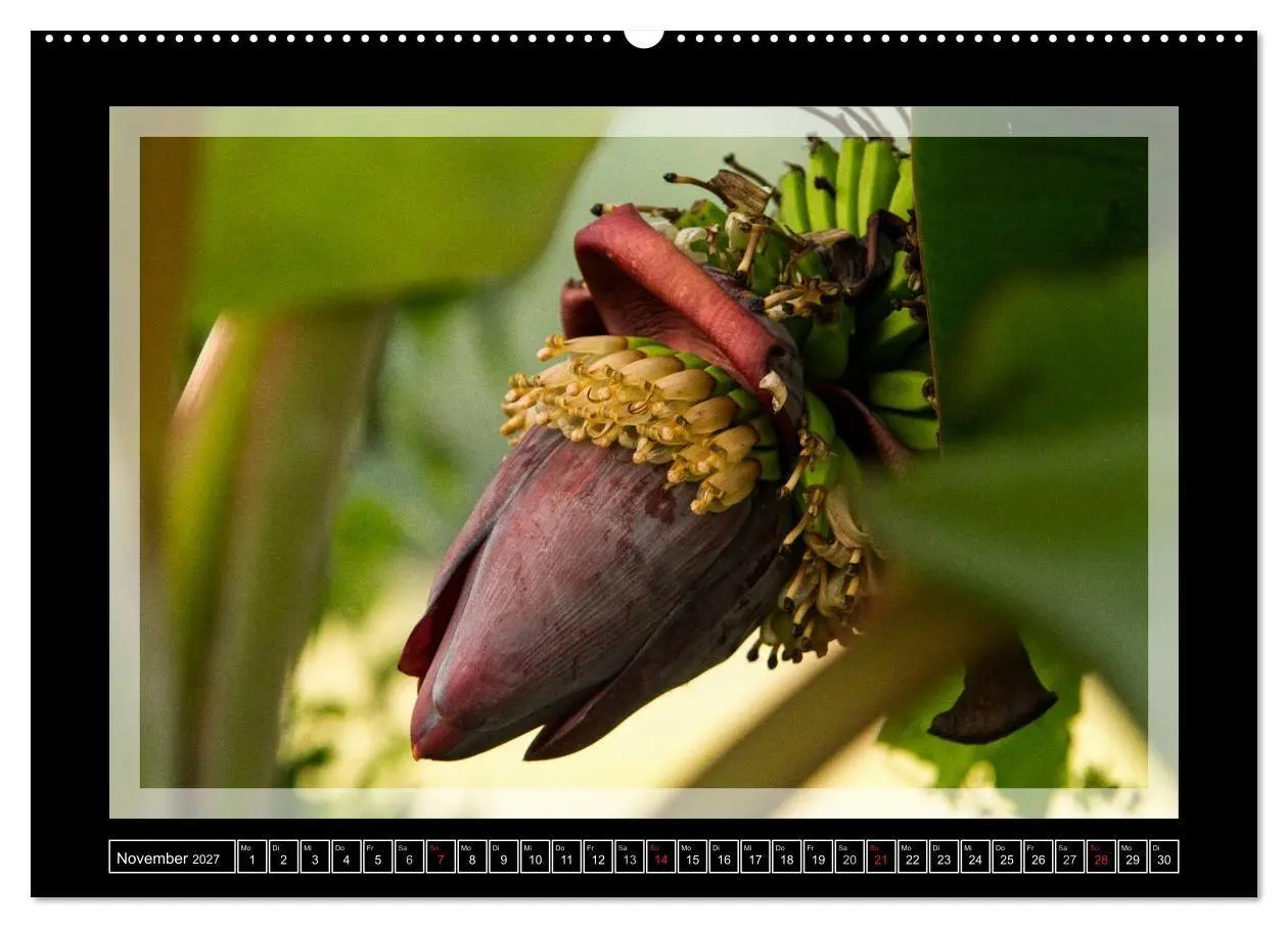 Bild: 9783594043288 | Kerala - Impressionen aus Südindien (Wandkalender 2027 DIN A2...