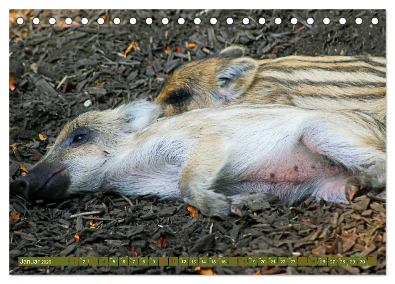 Bild: 9783457893388 | Wildschweins Kinderstube - Freche Frischlinge (Tischkalender 2026...