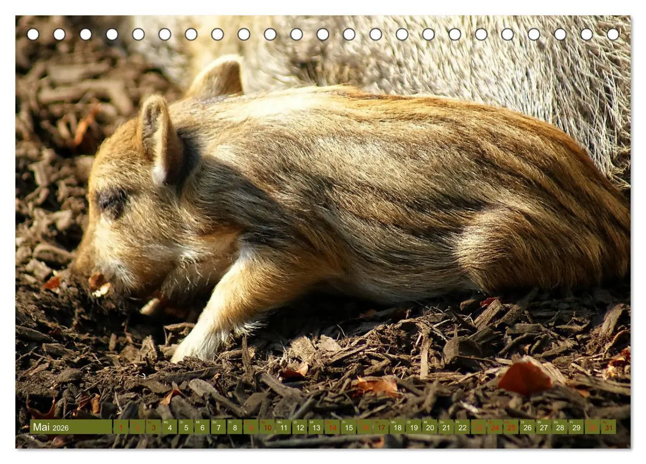 Bild: 9783457893388 | Wildschweins Kinderstube - Freche Frischlinge (Tischkalender 2026...