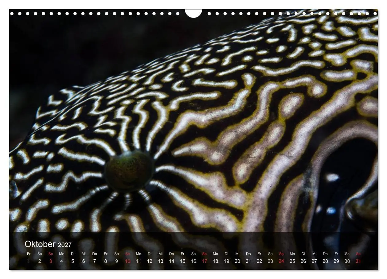 Bild: 9783594103388 | Unterwasser Strukuren (Wandkalender 2027 DIN A3 quer), CALVENDO...