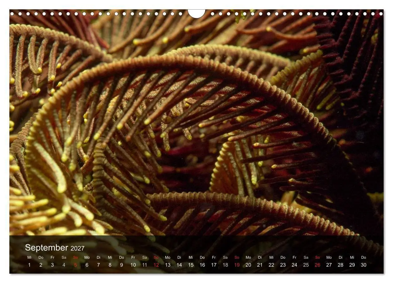 Bild: 9783594103388 | Unterwasser Strukuren (Wandkalender 2027 DIN A3 quer), CALVENDO...
