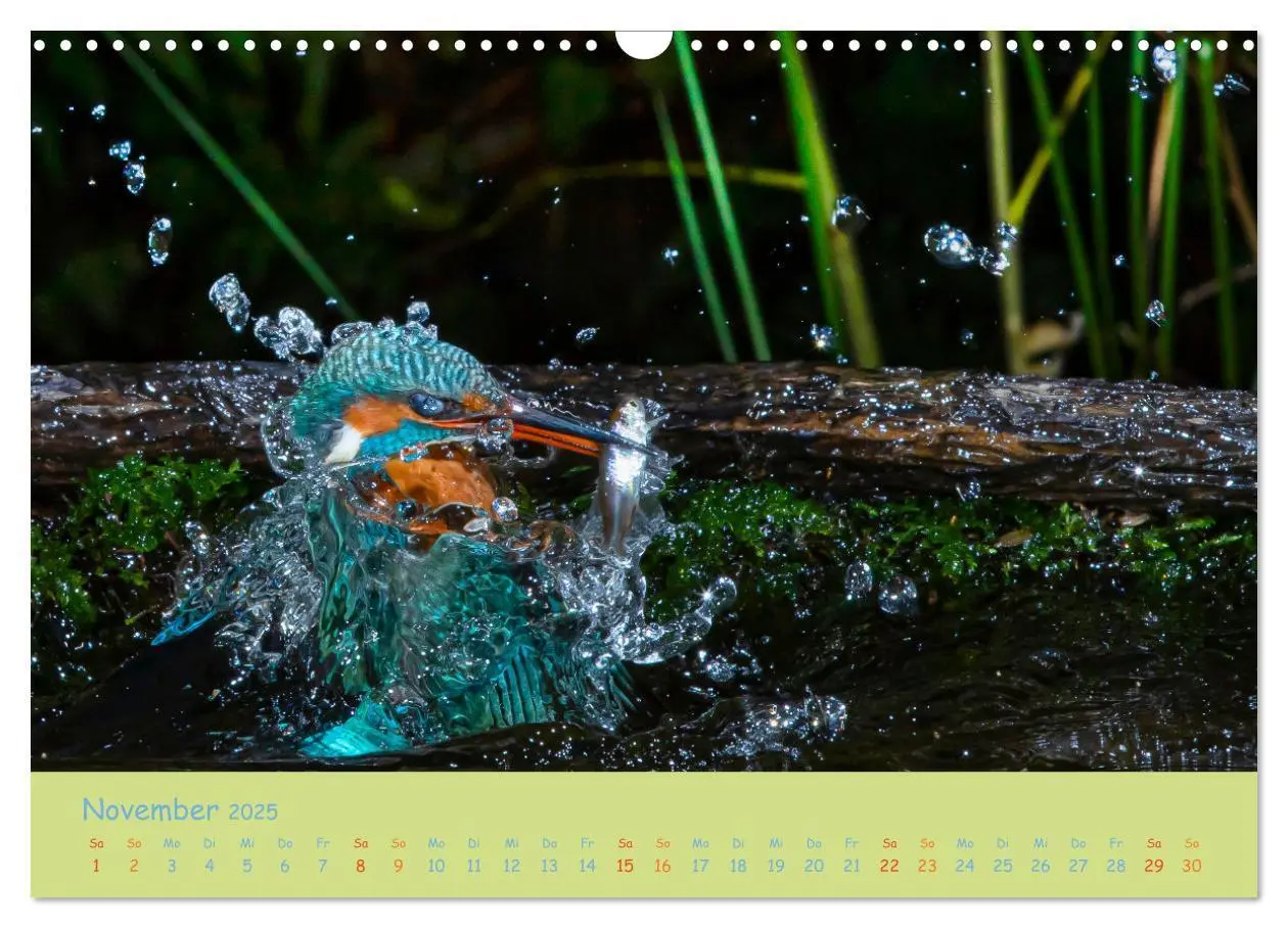 Bild: 9783435173488 | Eisvögel, faszinierende kleine Flieger. (Wandkalender 2025 DIN A3...