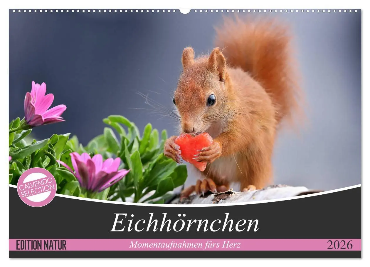 Cover: 9783457883488 | Eichhörnchen Momentaufnahmen fürs Herz (Wandkalender 2026 DIN A2...