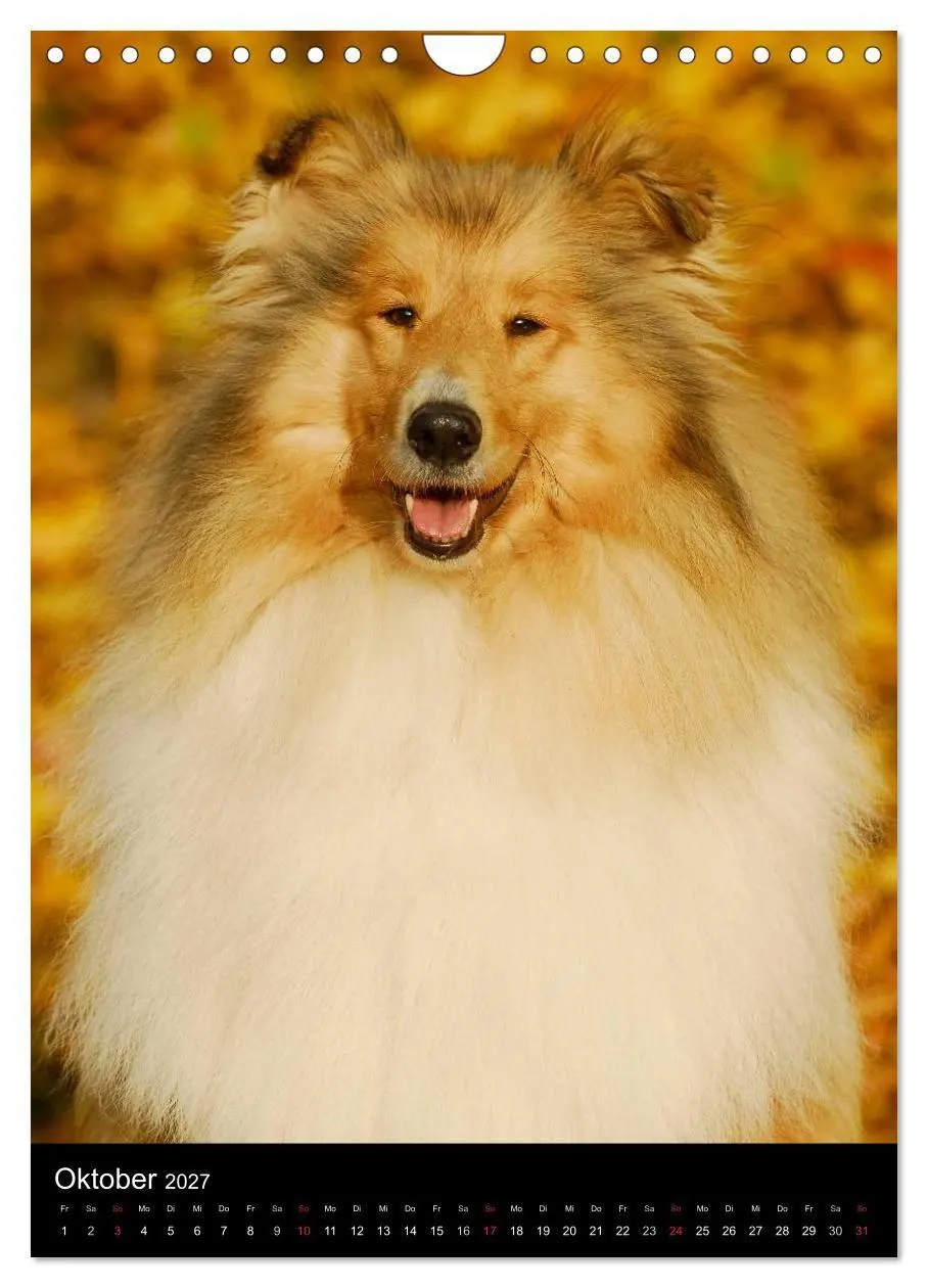 Bild: 9783594183588 | Collie 2027 (Wandkalender 2027 DIN A4 hoch), CALVENDO Monatskalender