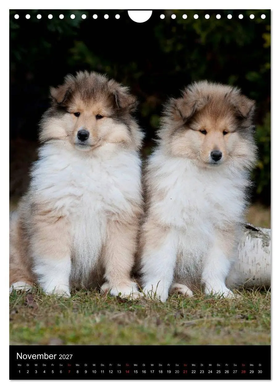 Bild: 9783594183588 | Collie 2027 (Wandkalender 2027 DIN A4 hoch), CALVENDO Monatskalender