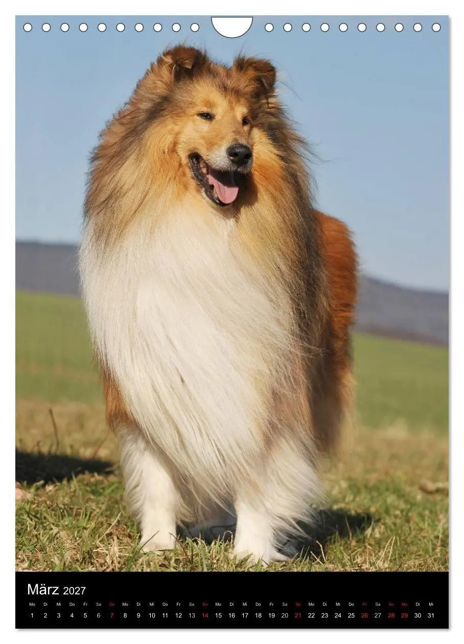 Bild: 9783594183588 | Collie 2027 (Wandkalender 2027 DIN A4 hoch), CALVENDO Monatskalender