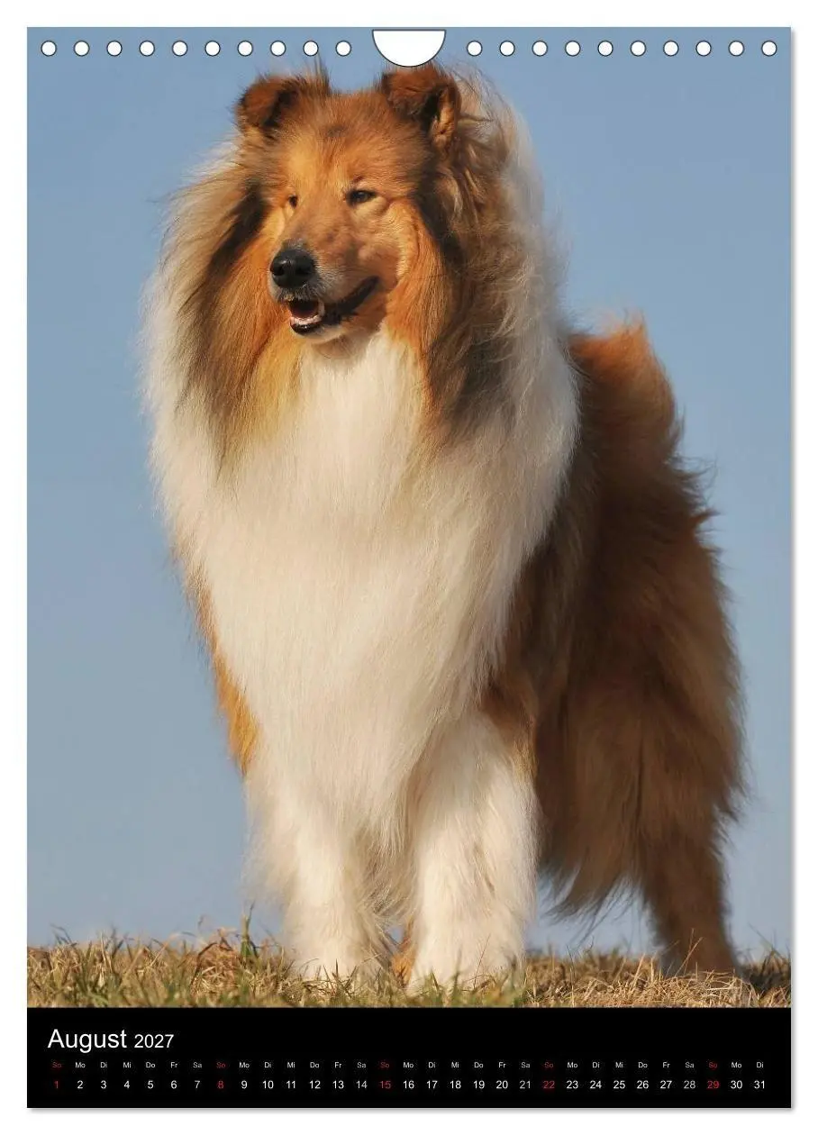 Bild: 9783594183588 | Collie 2027 (Wandkalender 2027 DIN A4 hoch), CALVENDO Monatskalender
