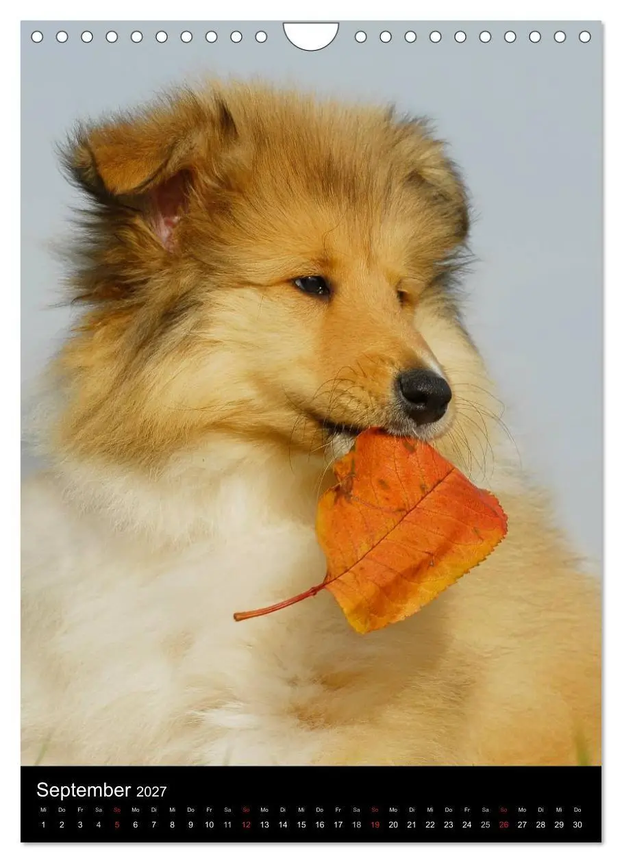 Bild: 9783594183588 | Collie 2027 (Wandkalender 2027 DIN A4 hoch), CALVENDO Monatskalender