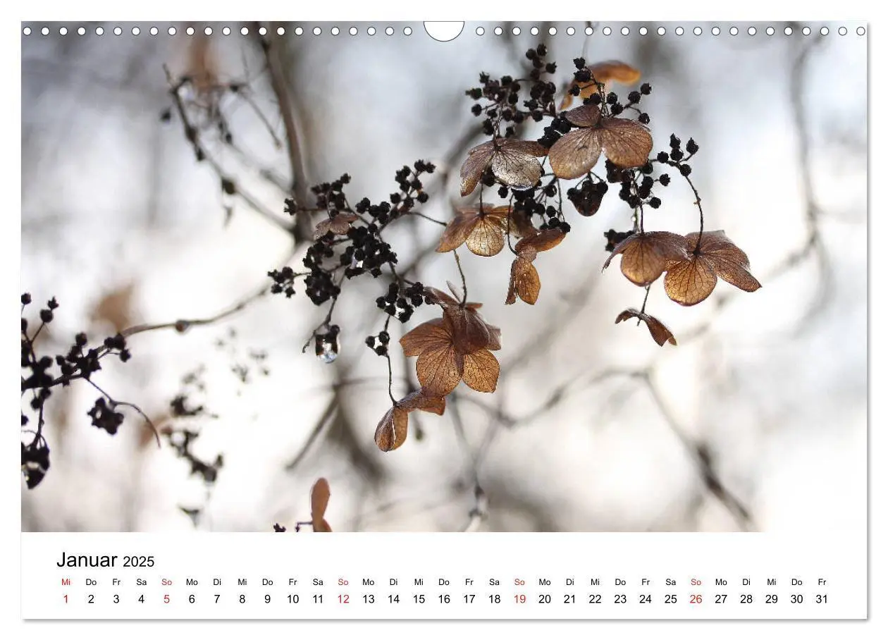 Bild: 9783435393688 | Hortensien Blühen und Vergehen (Wandkalender 2025 DIN A3 quer),...