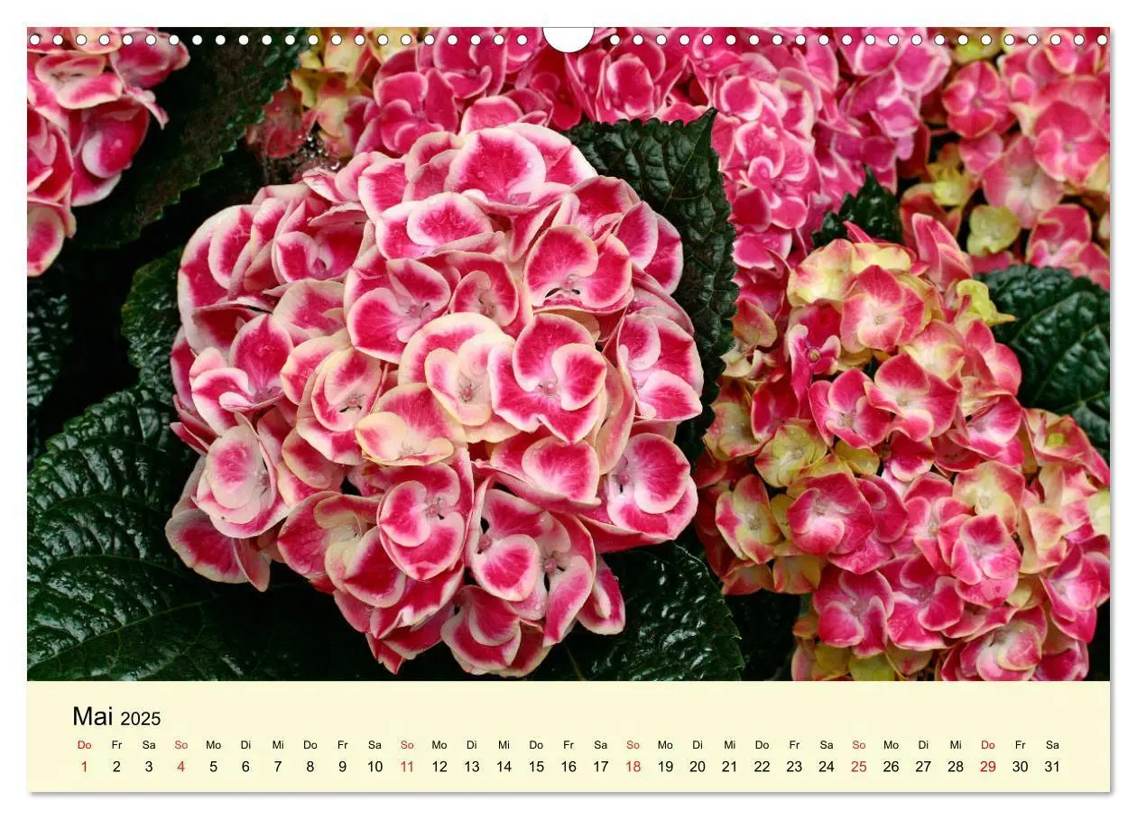 Bild: 9783435393688 | Hortensien Blühen und Vergehen (Wandkalender 2025 DIN A3 quer),...
