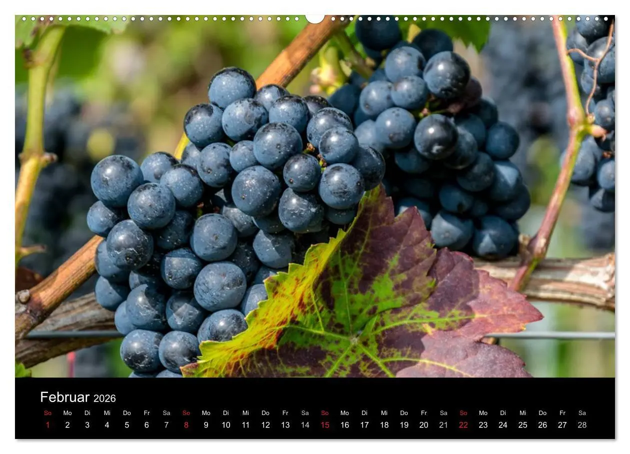 Bild: 9783516023688 | Sommerach - Perle der Mainschleife (Wandkalender 2026 DIN A2 quer),...