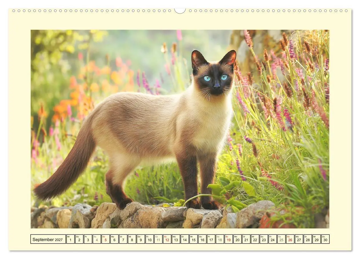 Bild: 9783516953688 | Edle Siamkatzen. Anmut und Charakter im Spiel mit der Natur...
