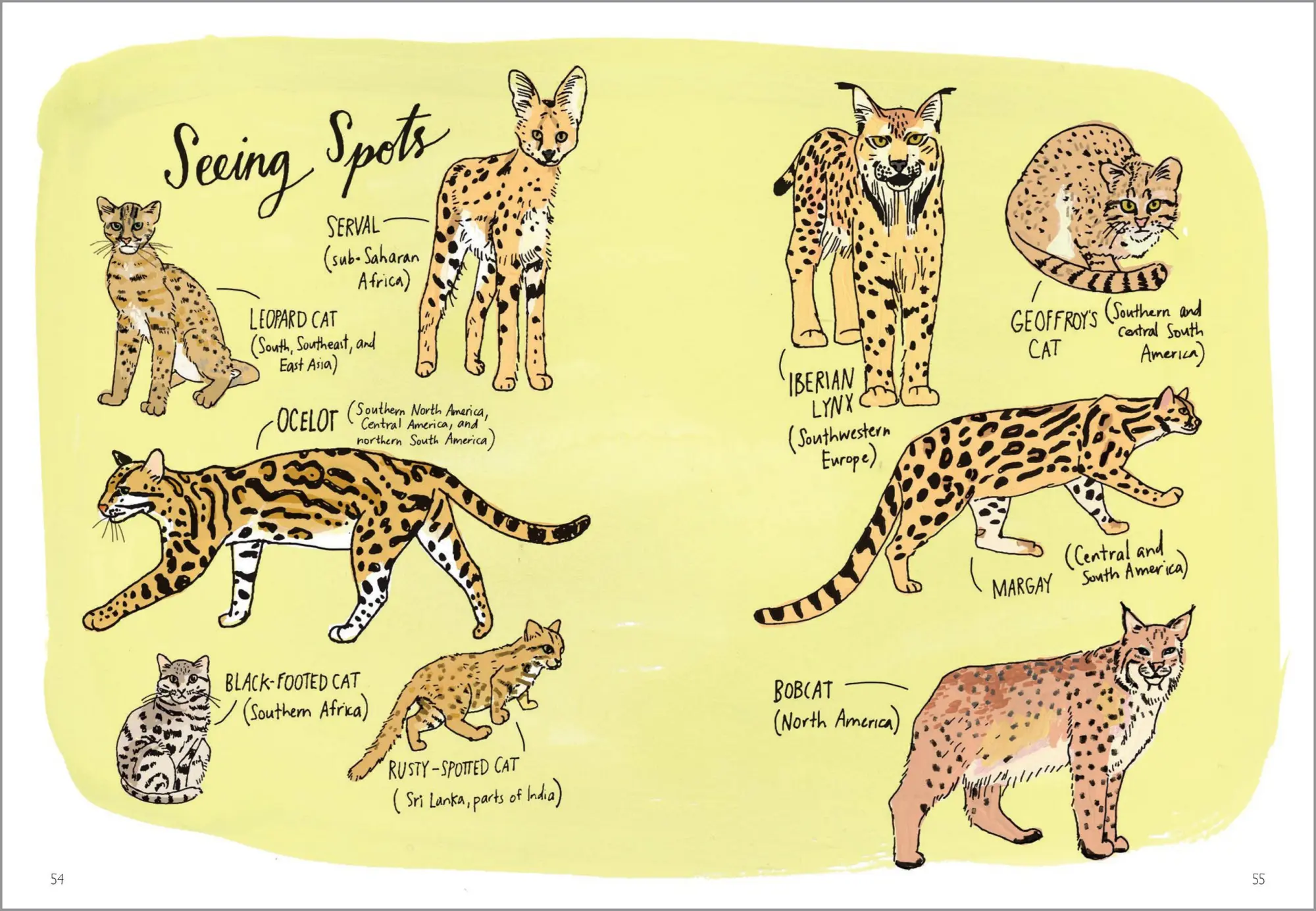 Bild: 9781635863888 | Wildlife Anatomy | Julia Rothman | Taschenbuch | Englisch | 2023