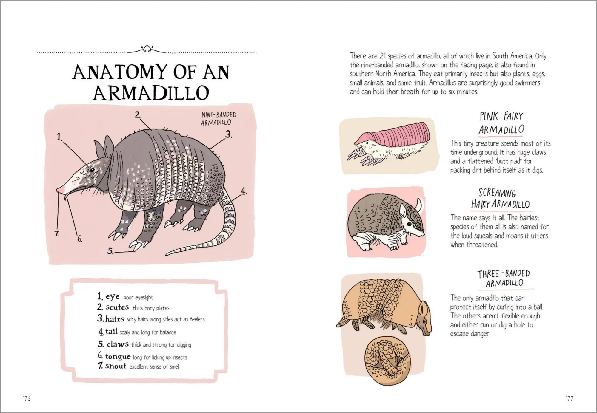 Bild: 9781635863888 | Wildlife Anatomy | Julia Rothman | Taschenbuch | Englisch | 2023