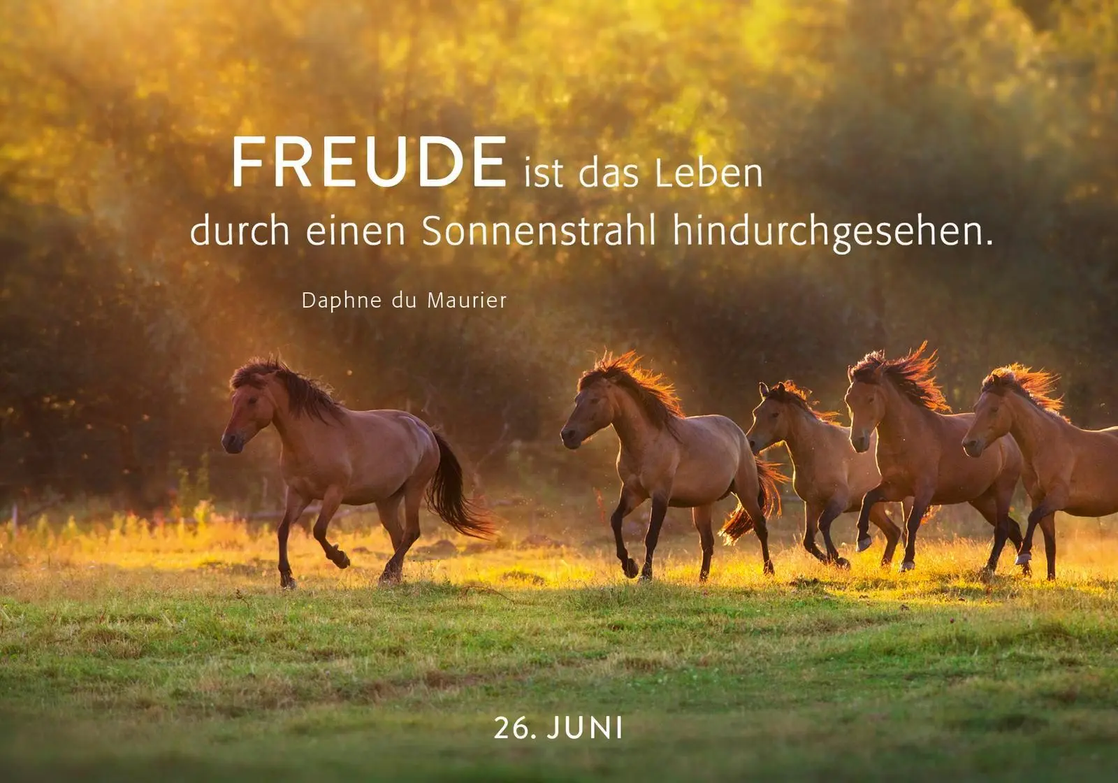 Bild: 9783848503988 | 365 Lichtmomente | Groh Verlag | Taschenbuch | 384 S. | Deutsch | 2025