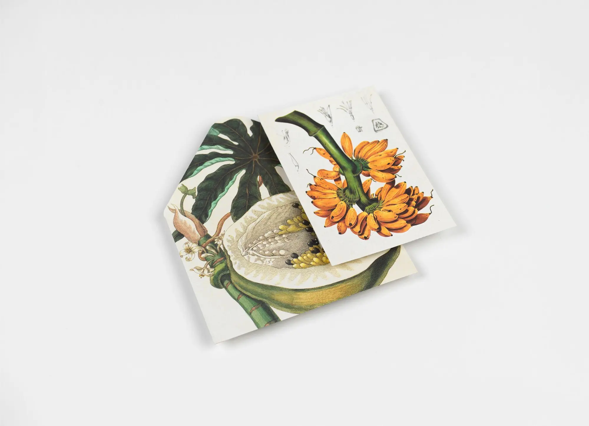 Bild: 9789460094088 | Natural History | Creative Paper Book | Pepin Van Roojen | Taschenbuch