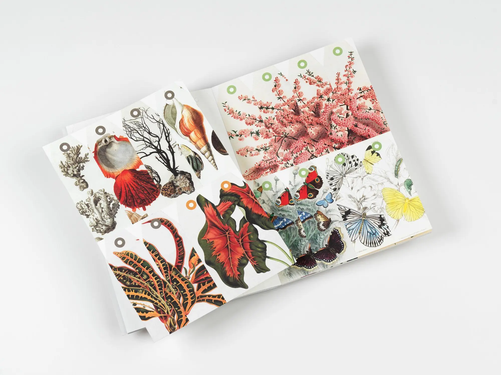 Bild: 9789460094088 | Natural History | Creative Paper Book | Pepin Van Roojen | Taschenbuch