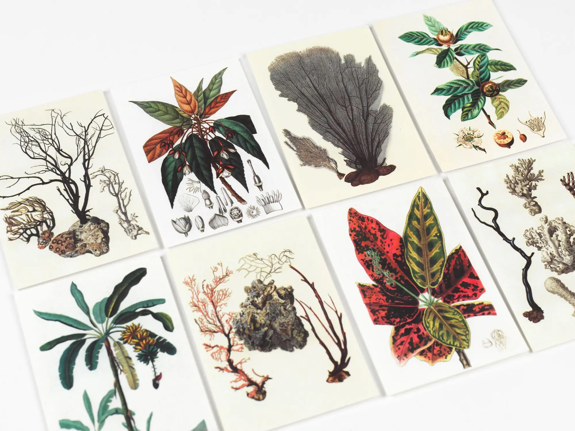 Bild: 9789460094088 | Natural History | Creative Paper Book | Pepin Van Roojen | Taschenbuch