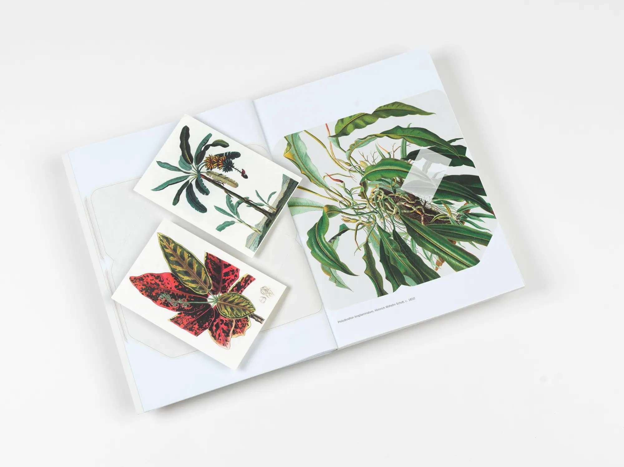 Bild: 9789460094088 | Natural History | Creative Paper Book | Pepin Van Roojen | Taschenbuch