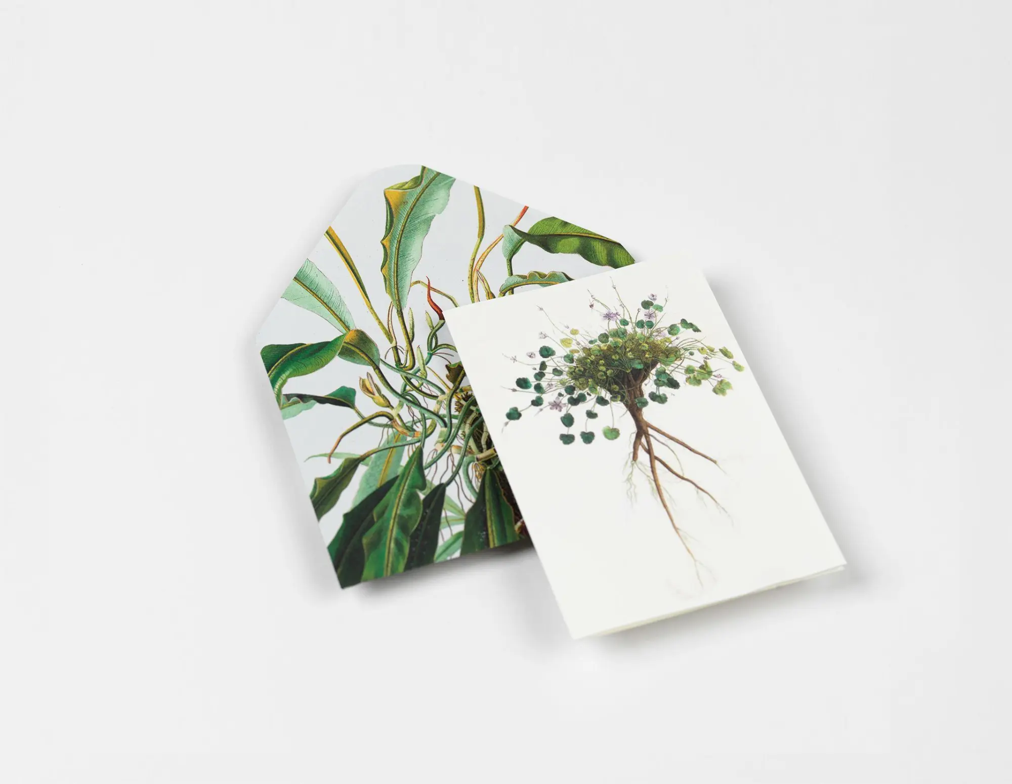 Bild: 9789460094088 | Natural History | Creative Paper Book | Pepin Van Roojen | Taschenbuch