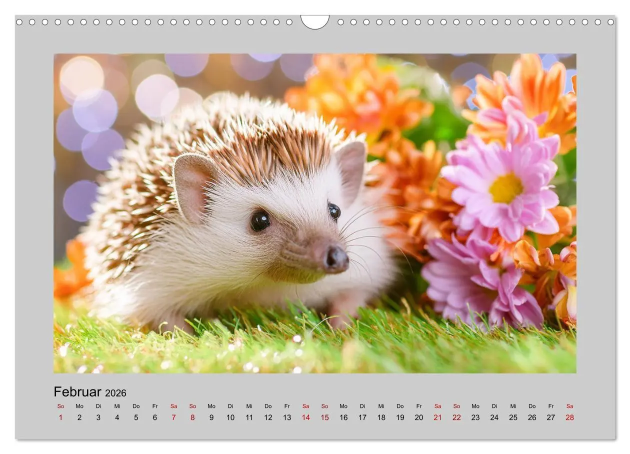 Bild: 9783457404188 | Mein Igel-Kalender (Wandkalender 2026 DIN A3 quer), CALVENDO...