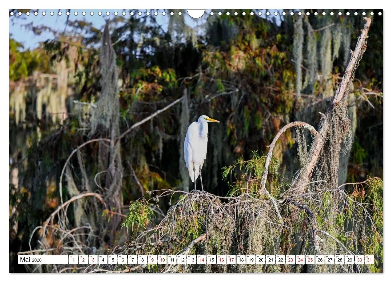 Bild: 9783516734188 | Louisiana - Sümpfe und Plantagenhäuser (Wandkalender 2026 DIN A3...