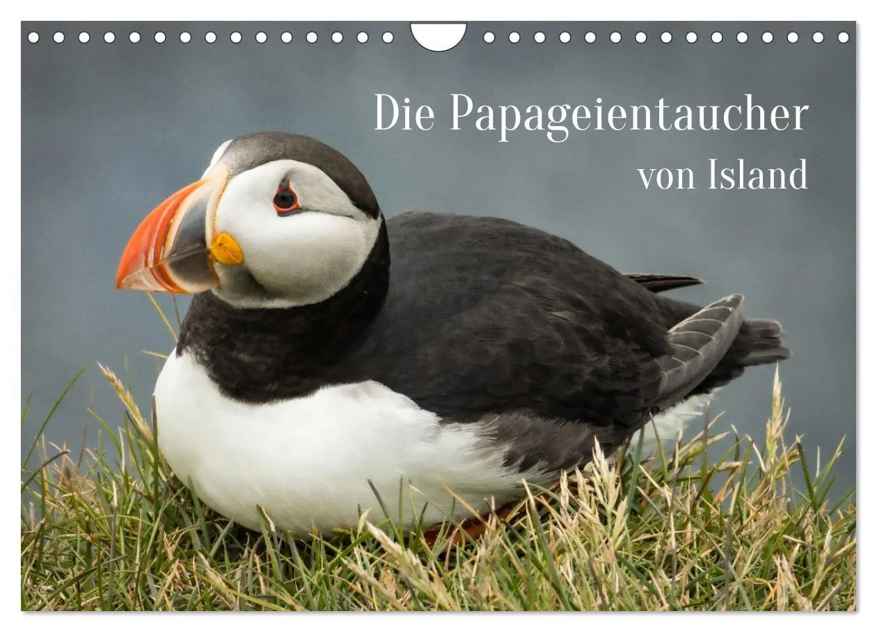 Cover: 9783457624388 | Die Papageientaucher von Island (Wandkalender 2026 DIN A4 quer),...