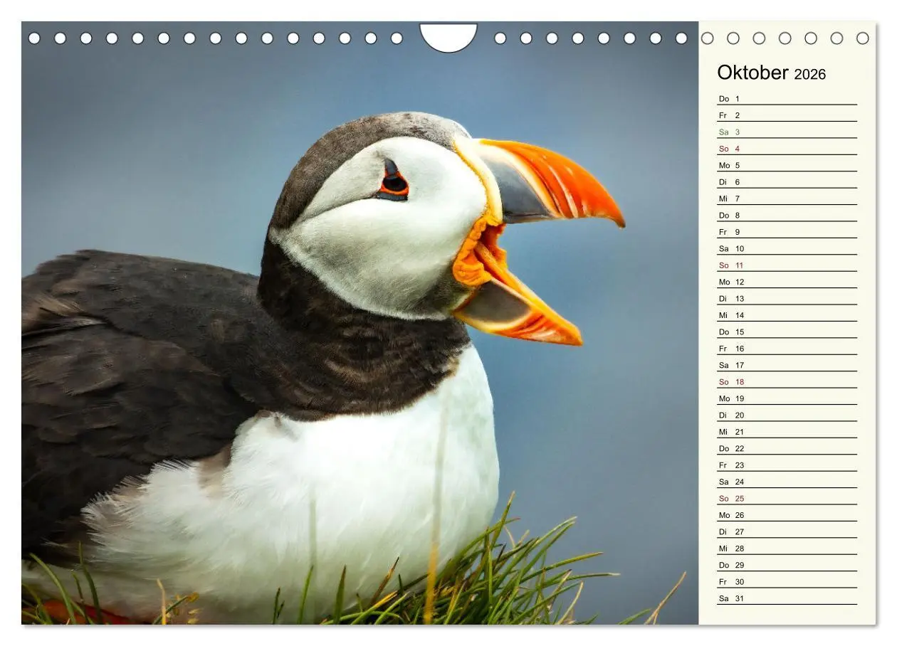 Bild: 9783457624388 | Die Papageientaucher von Island (Wandkalender 2026 DIN A4 quer),...