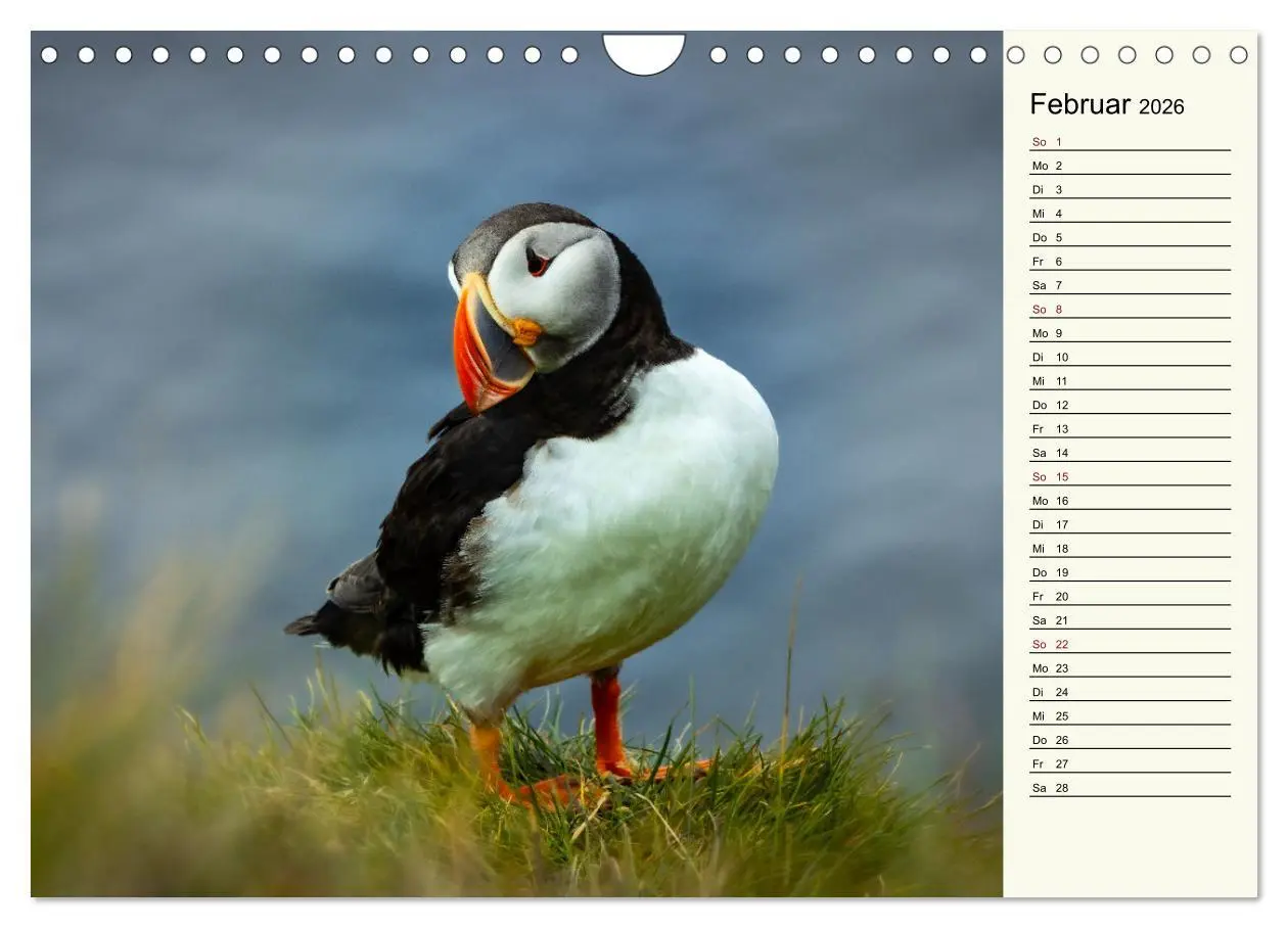 Bild: 9783457624388 | Die Papageientaucher von Island (Wandkalender 2026 DIN A4 quer),...