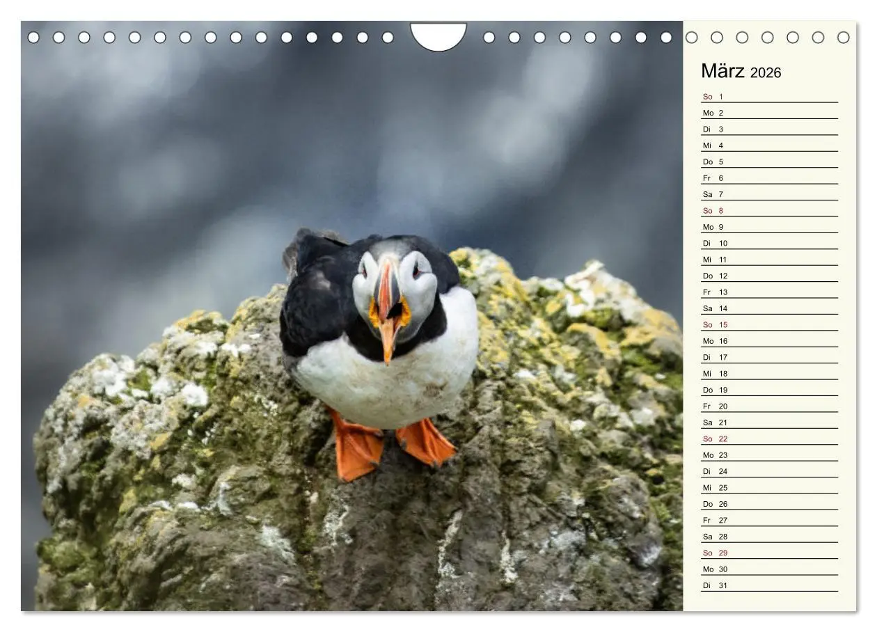 Bild: 9783457624388 | Die Papageientaucher von Island (Wandkalender 2026 DIN A4 quer),...