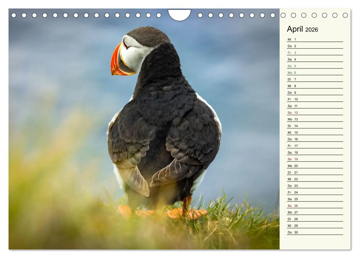 Bild: 9783457624388 | Die Papageientaucher von Island (Wandkalender 2026 DIN A4 quer),...