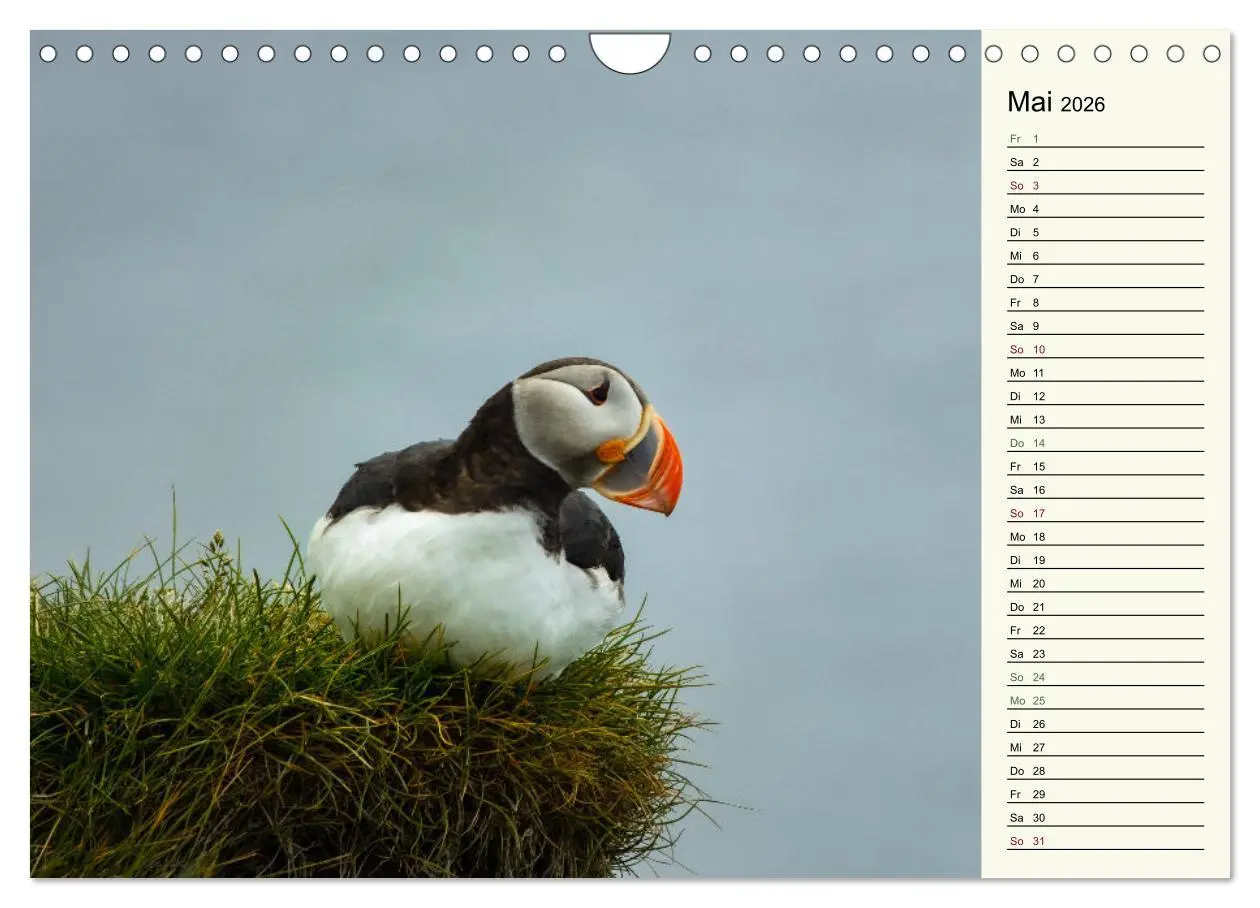 Bild: 9783457624388 | Die Papageientaucher von Island (Wandkalender 2026 DIN A4 quer),...